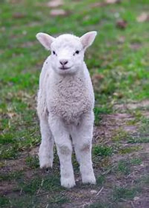 Peep the silly little sheep  book 4 by Lkenny