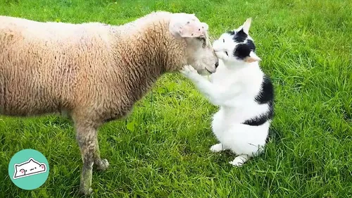 The adventures of Peep the silly little sheep  book5 by Lkenny